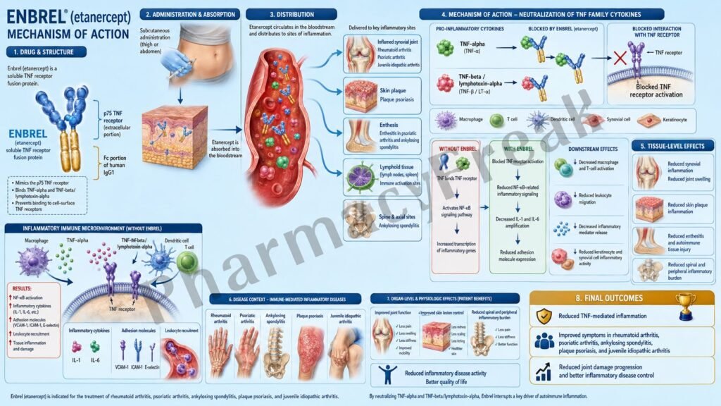 Enbrel Mechanism of Action