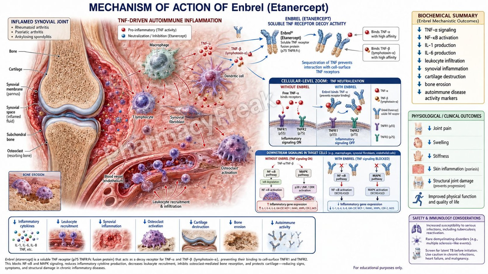 Mechanism of action of Enbrel