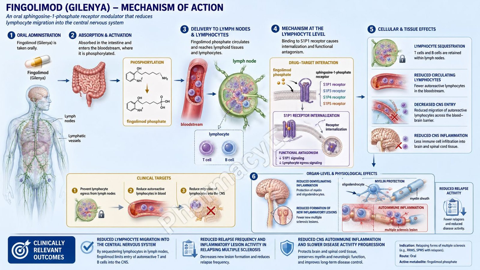 Fingolimod Mechanism of Action
