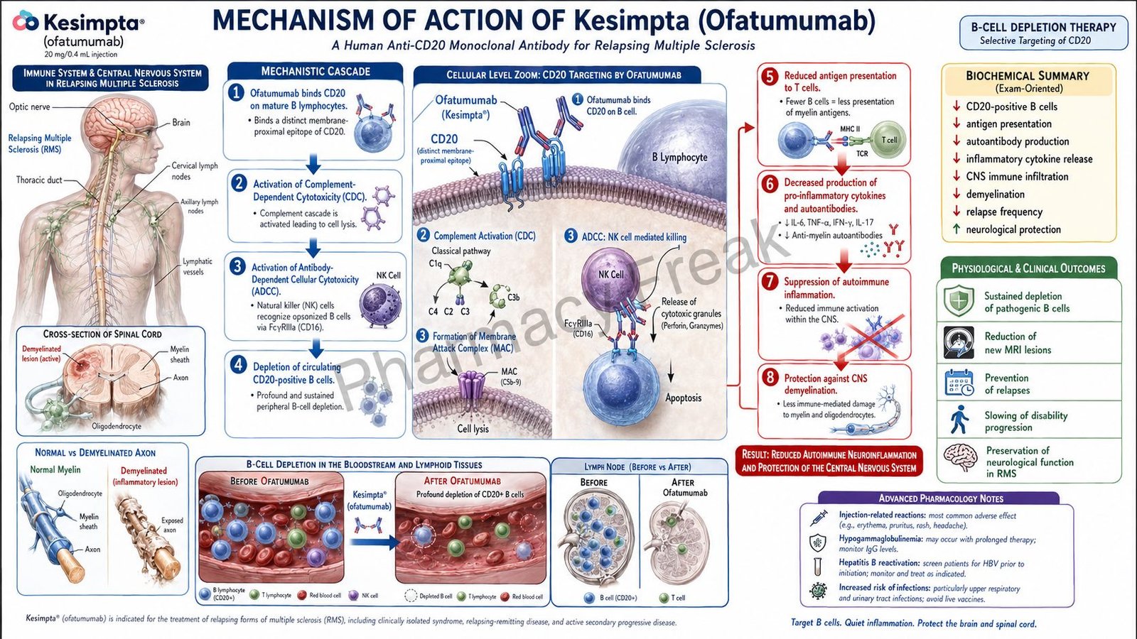 Kesimpta Mechanism of Action