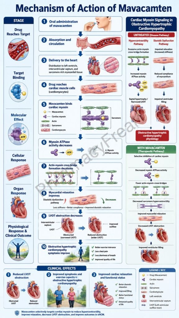 Mechanism of Action of Mavacamten Flowchart