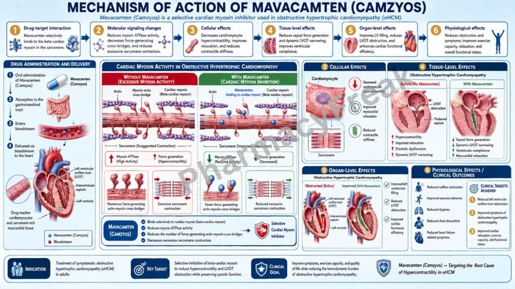 Mavacamten Mechanism of Action