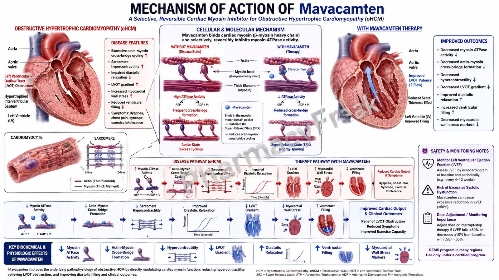 Mechanism of Action of Mavacamten