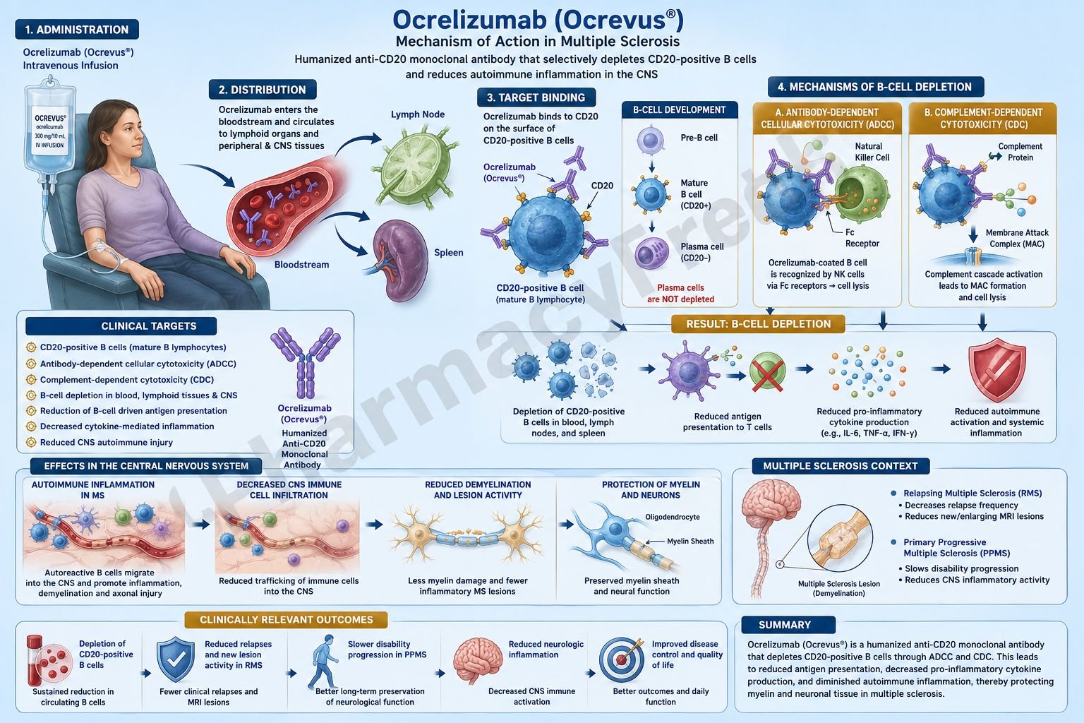 Ocrelizumab Mechanism of Action