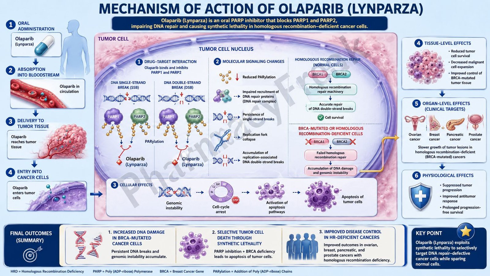 Mechanism of Action of Olaparib
