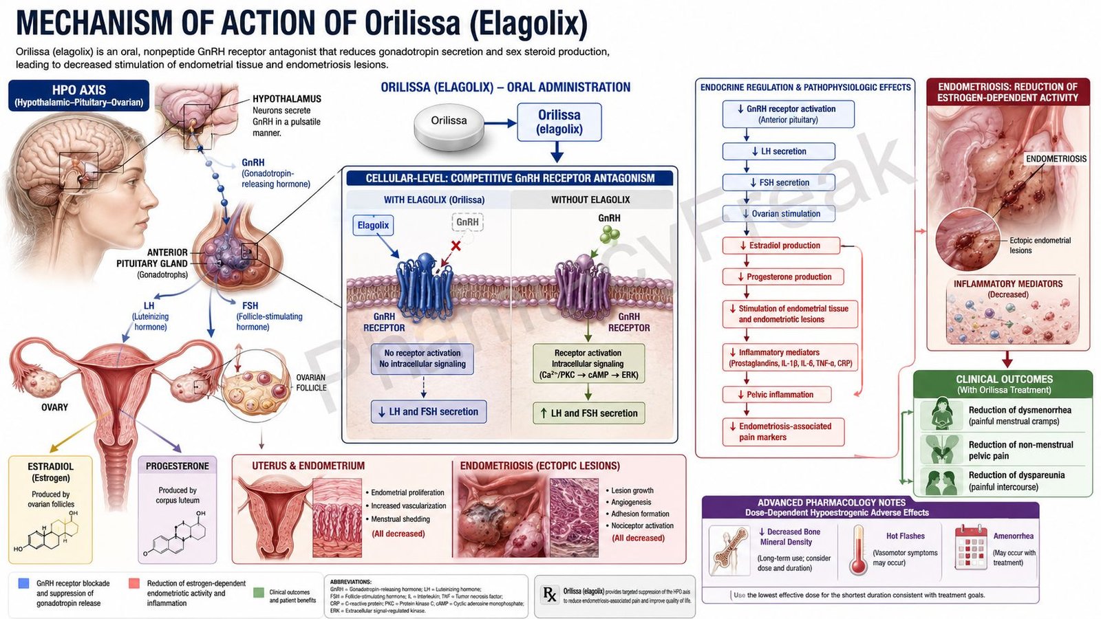 Orilissa Mechanism of Action