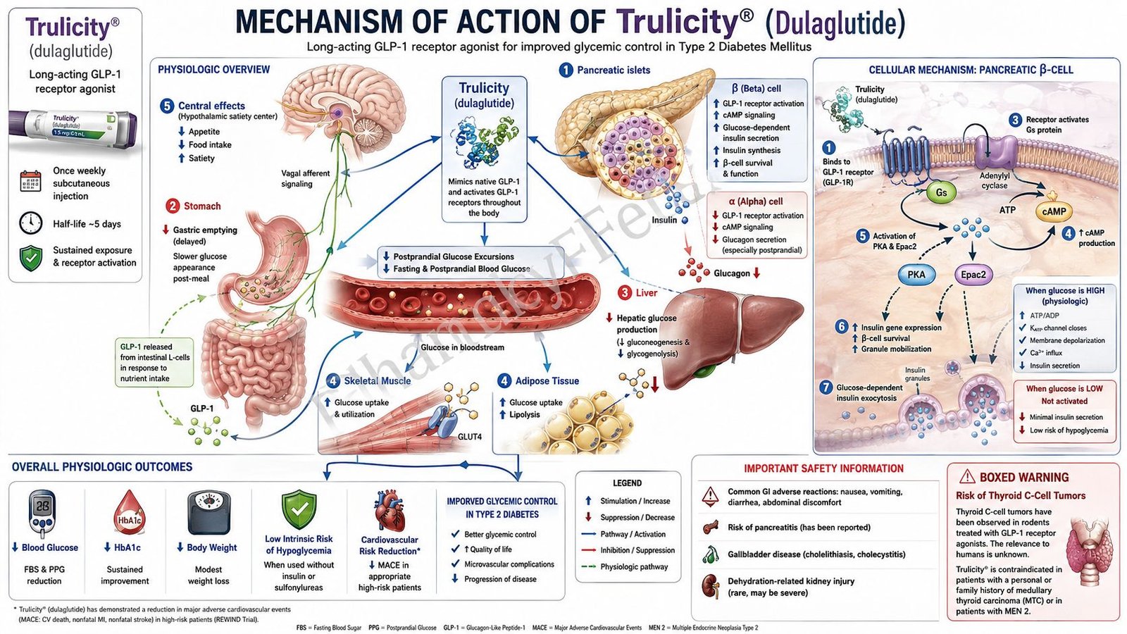 Mechanism of Action of Trulicity