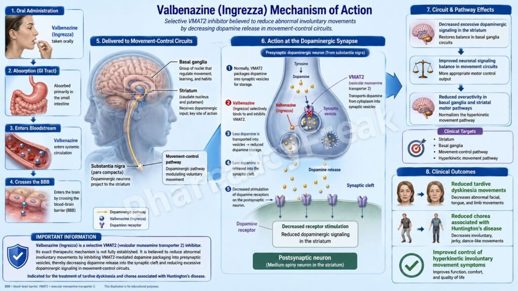 Mechanism of Action of Valbenazine Flowchart