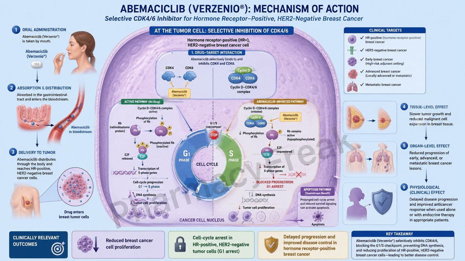 Mechanism of Action of Abemaciclib