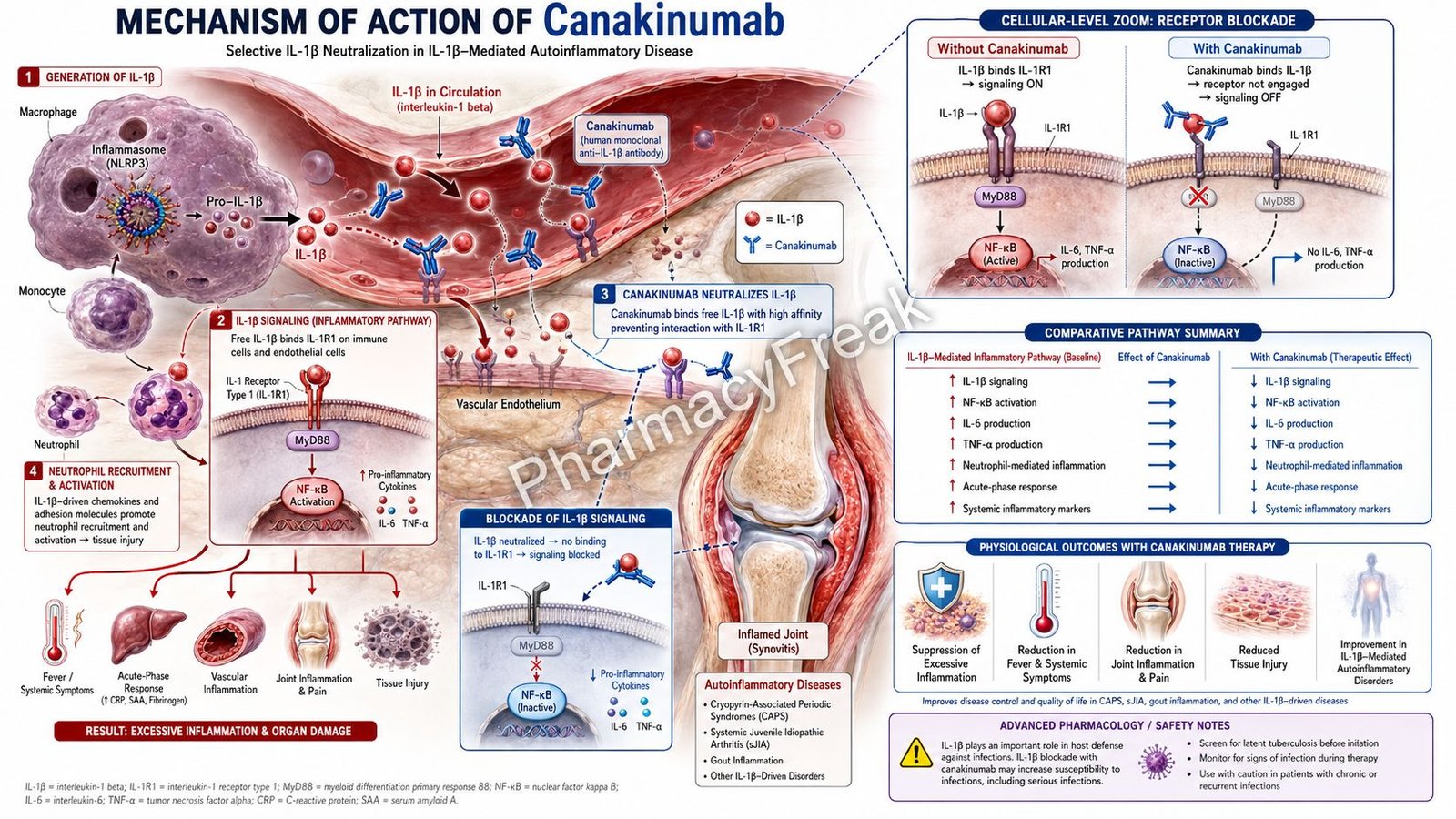 Mechanism of Action of Canakinumab