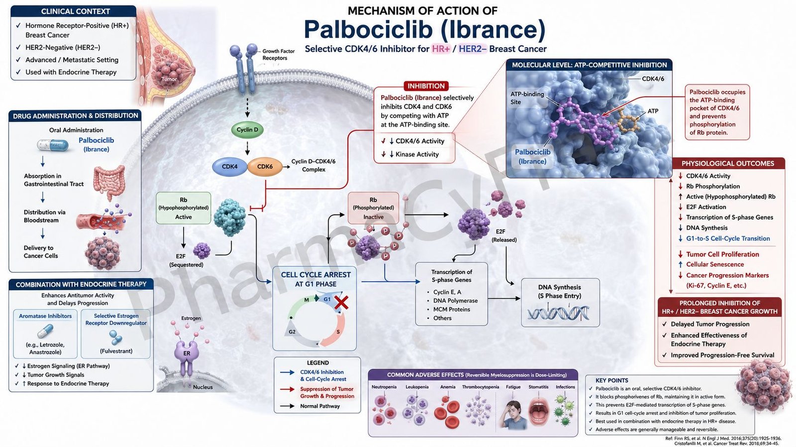 Mechanism of Action of Palbociclib