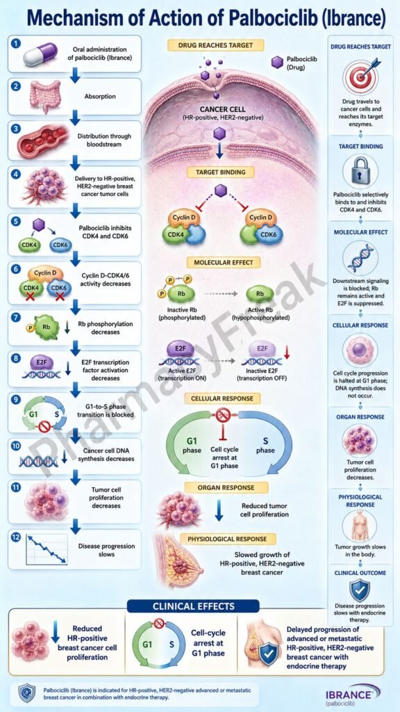 Mechanism of Action of Palbociclib Flowchart