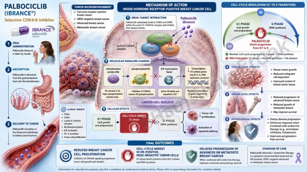 Mechanism of Action of Palbociclib