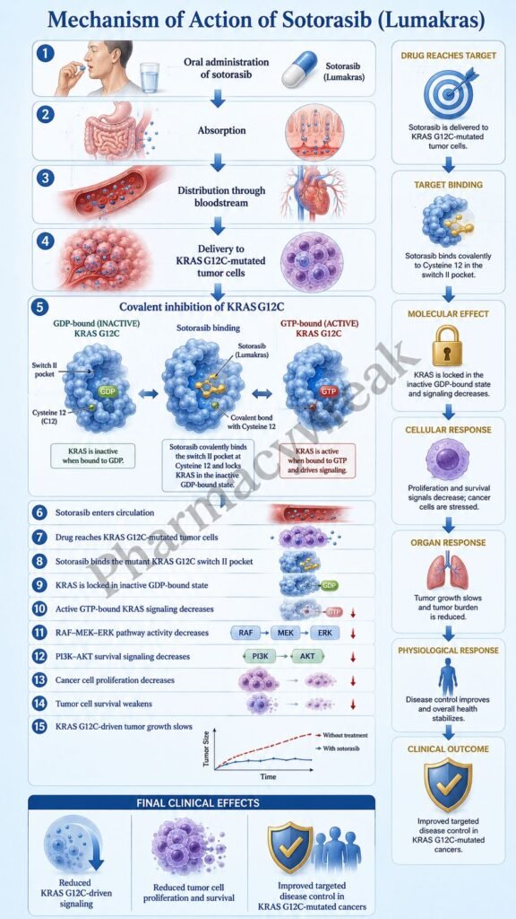 Mechanism of Action of Sotorasib Flowchart