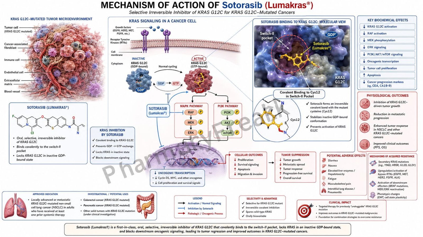 Mechanism of Action of Sotorasib