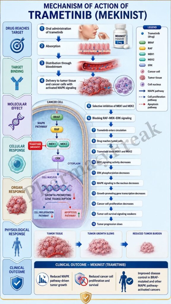 Mechanism of Action of Trametinib Flowchart