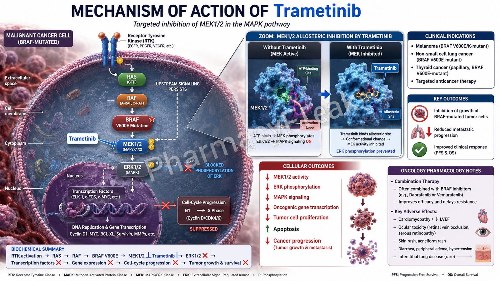 Mechanism of Action of Trametinib