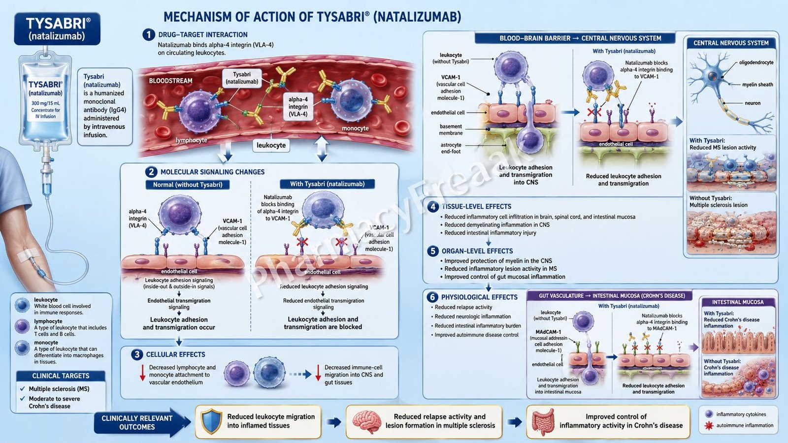 Mechanism of Action of Tysabri