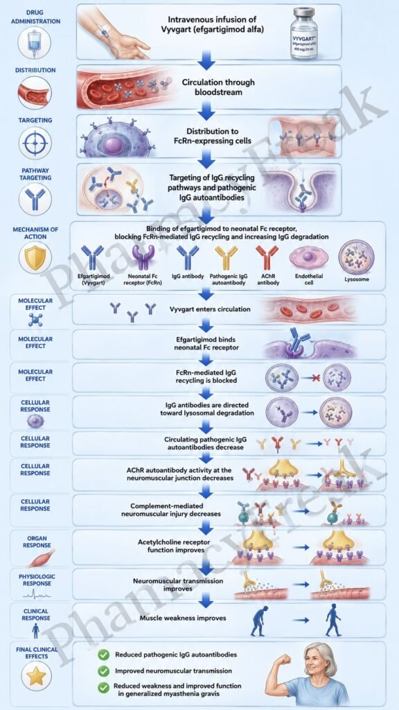 Flowchart of mechanism of action of Vyvgart