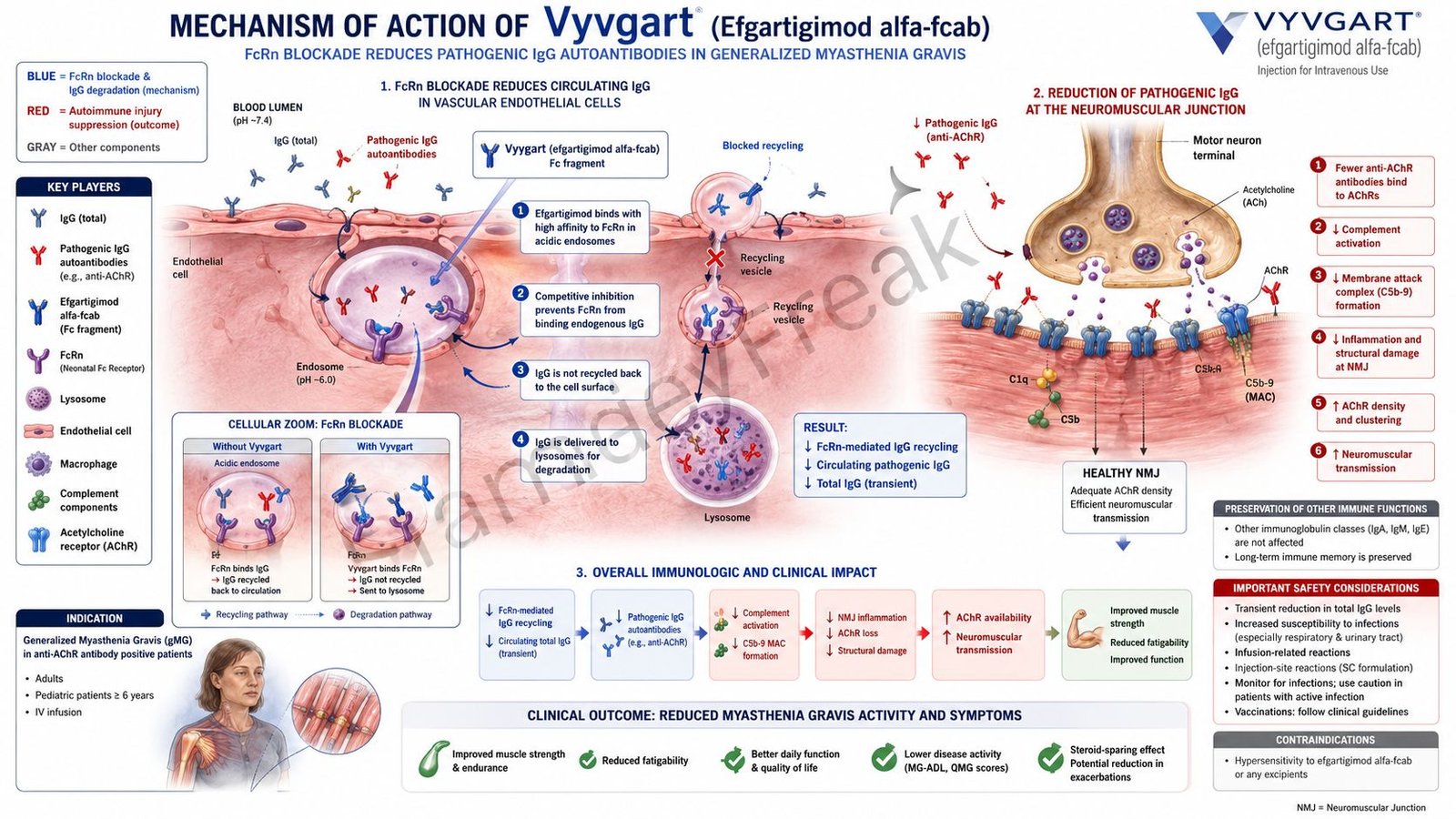 Mechanism of Action of Vyvgart
