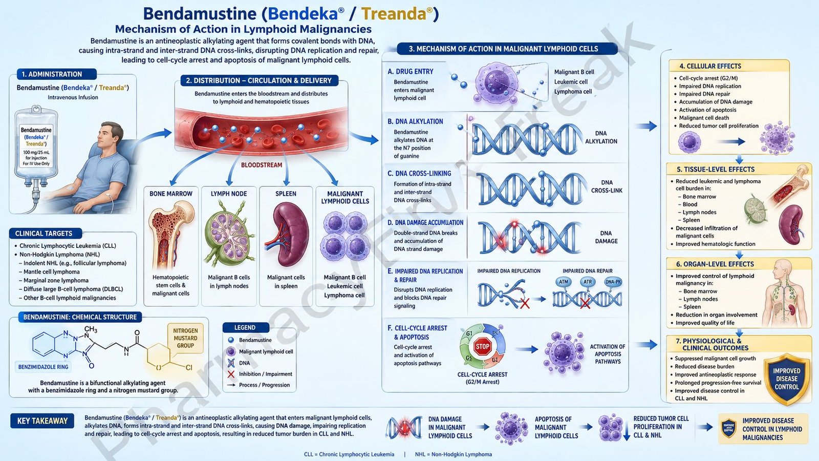 Mechanism of Action of Bendamustine