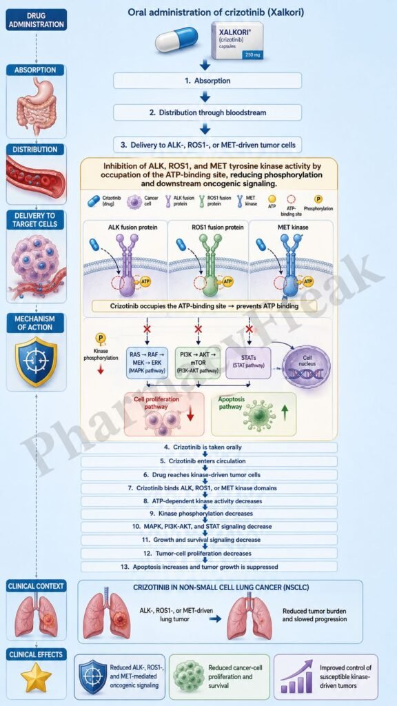 Mechanism of Action of Crizotinib Flowchart