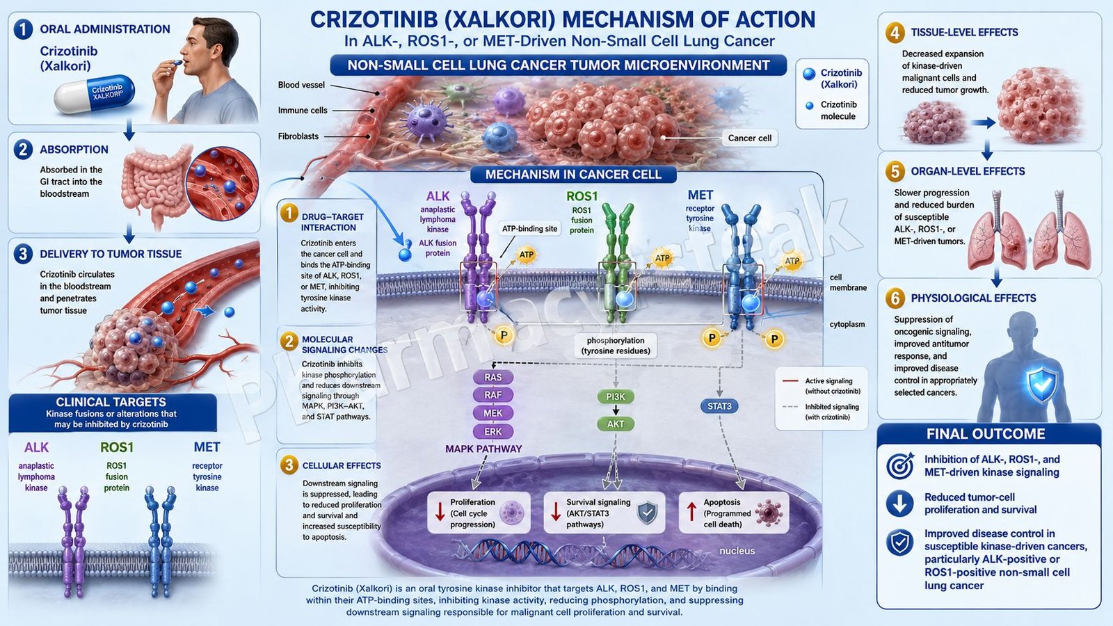 Mechanism of Action of Crizotinib