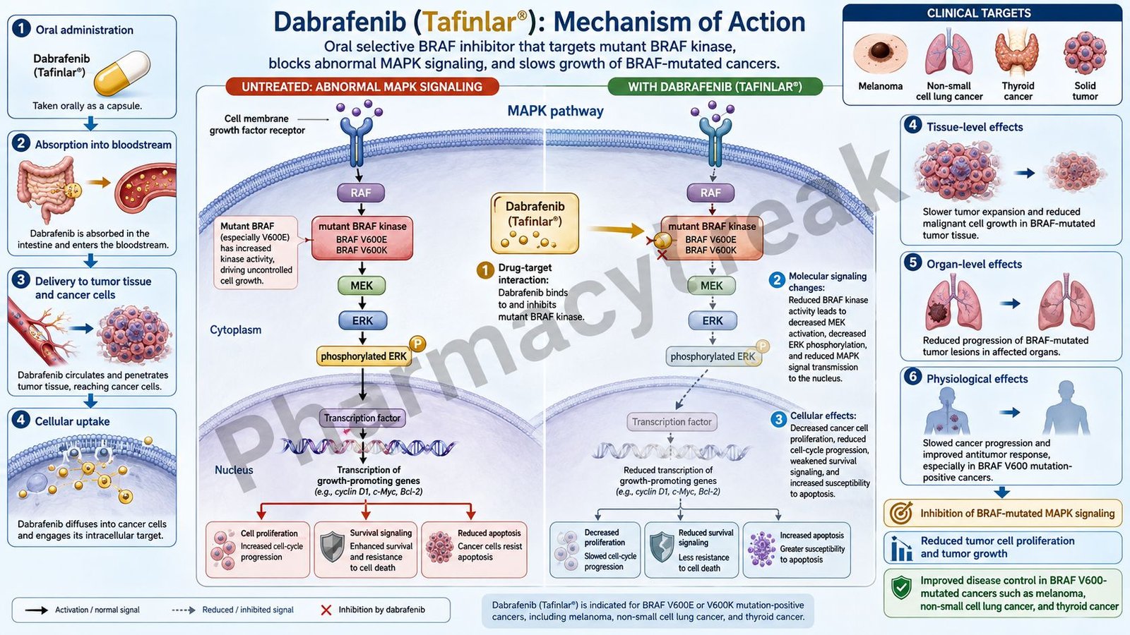 Mechanism of Action of Dabrafenib