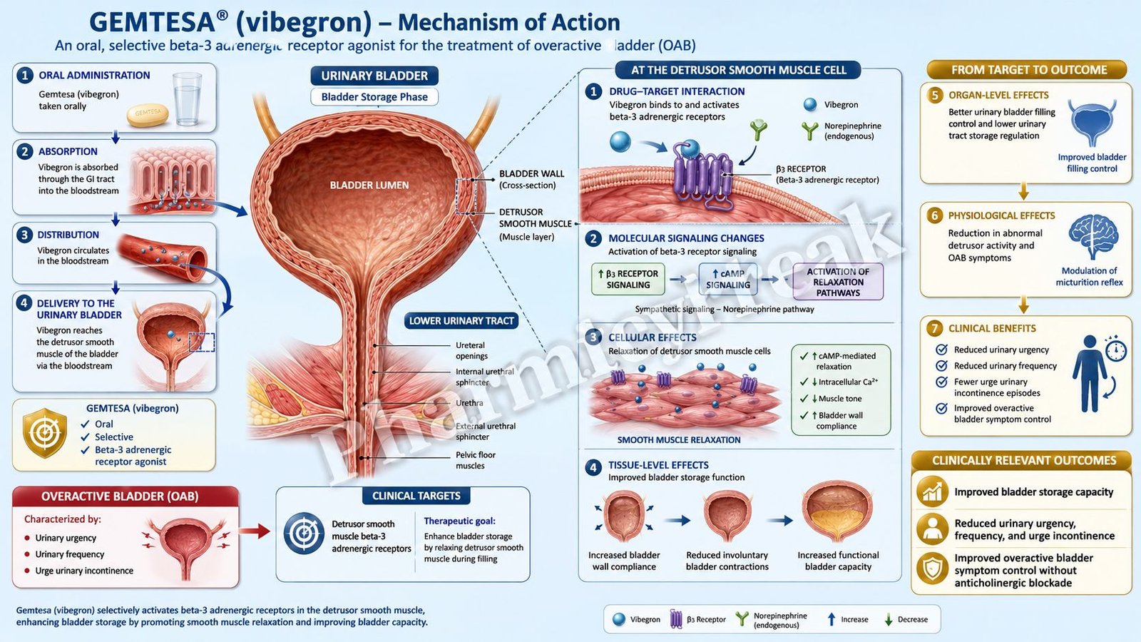 Mechanism of Action of Gemtesa