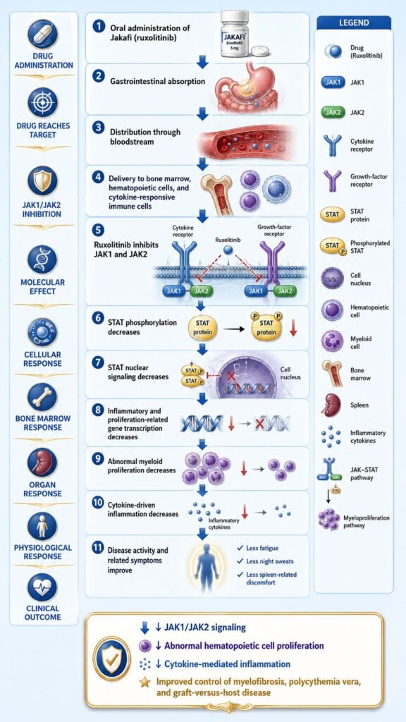 Mechanism of Action of Jakafi Flowchart
