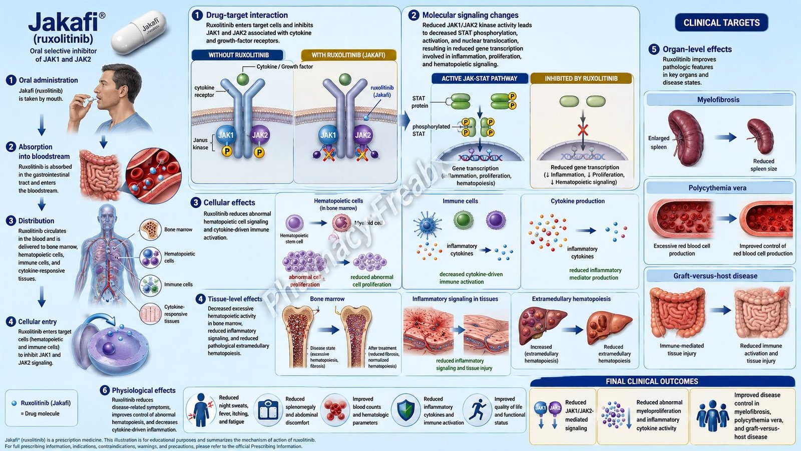 Mechanism of Action of Jakafi