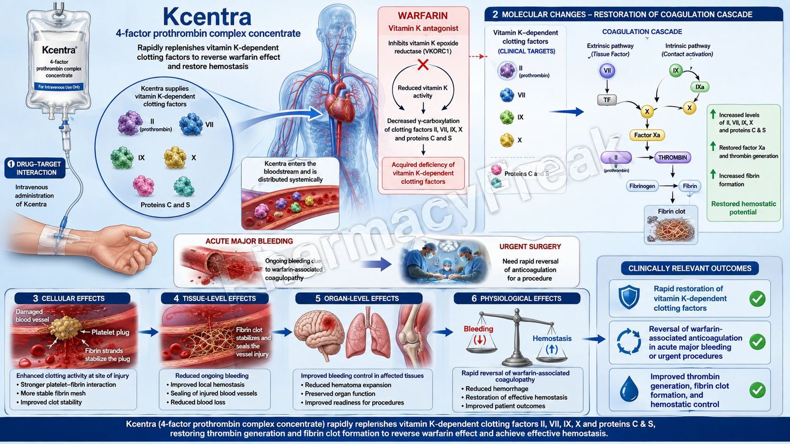 Mechanism of Action of Kcentra