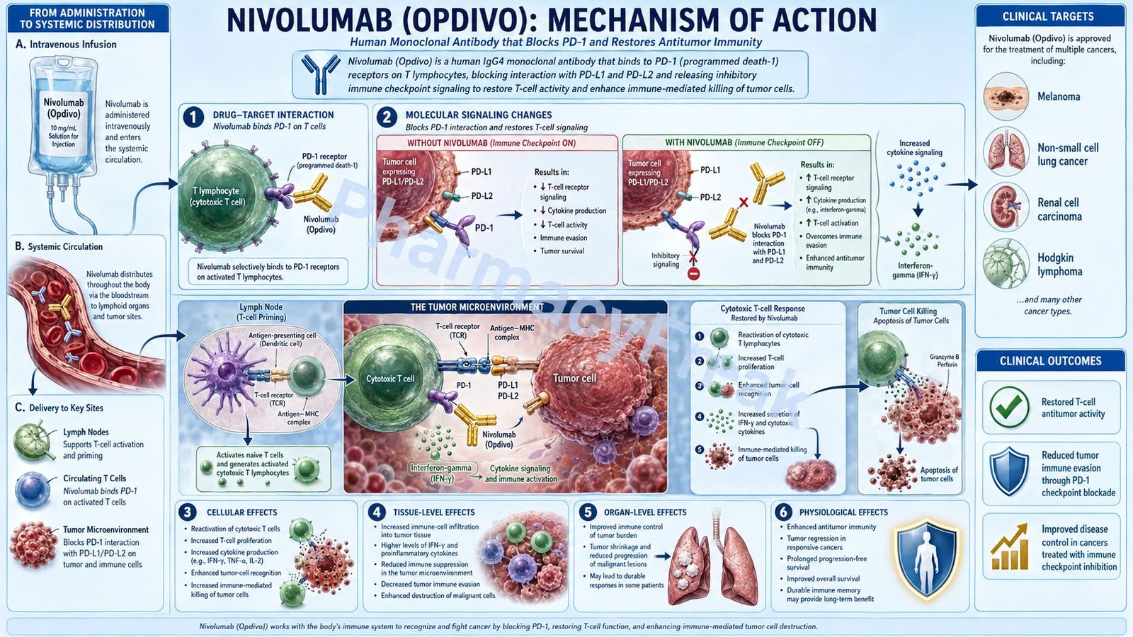 Mechanism of Action of Nivolumab