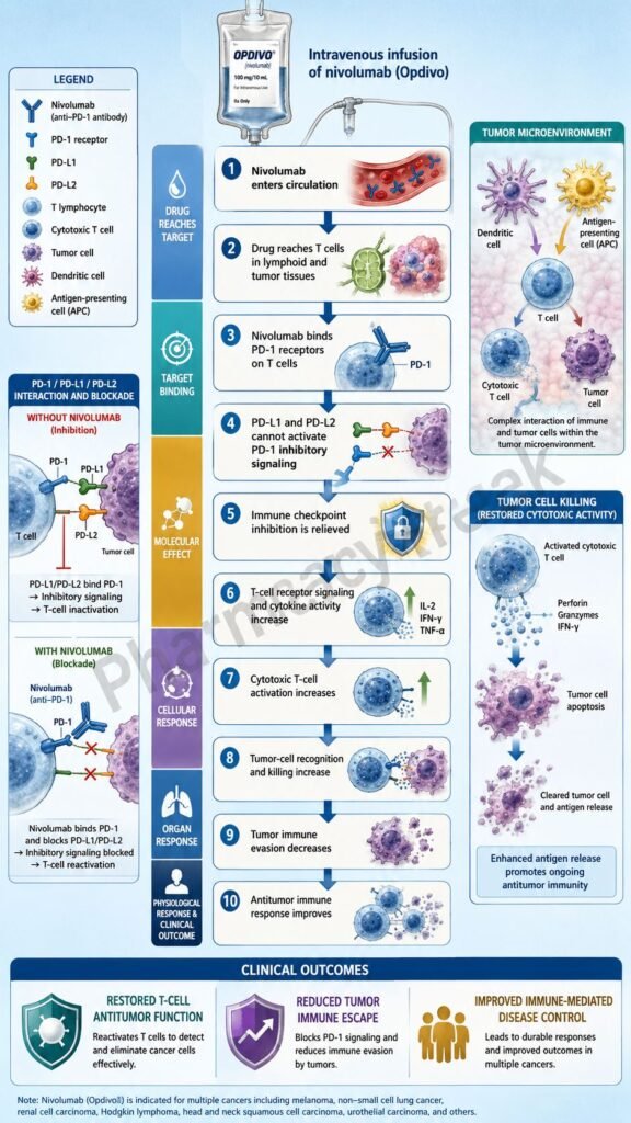Mechanism of Action of Nivolumab Flowchart
