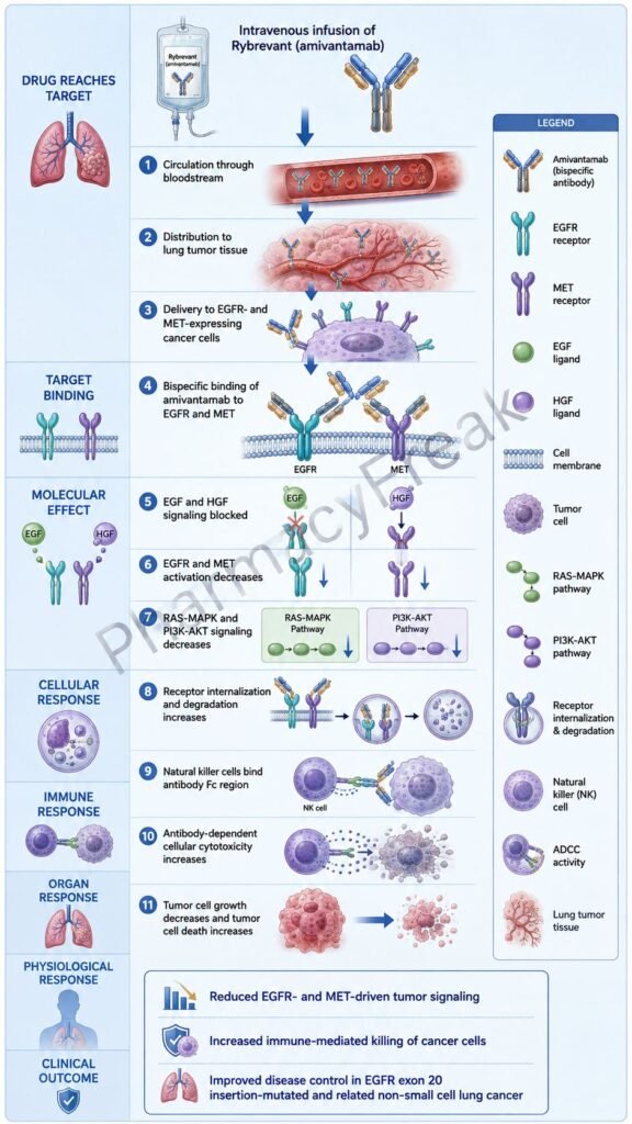 Mechanism of Action of Rybrevant Flowchart