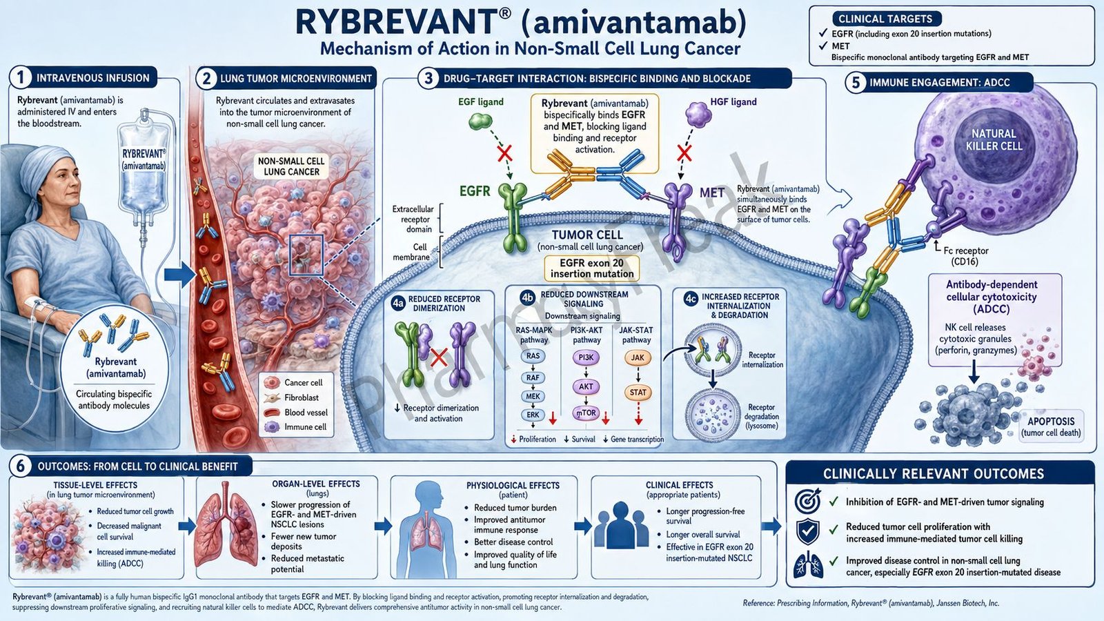 Mechanism of Action of Rybrevant