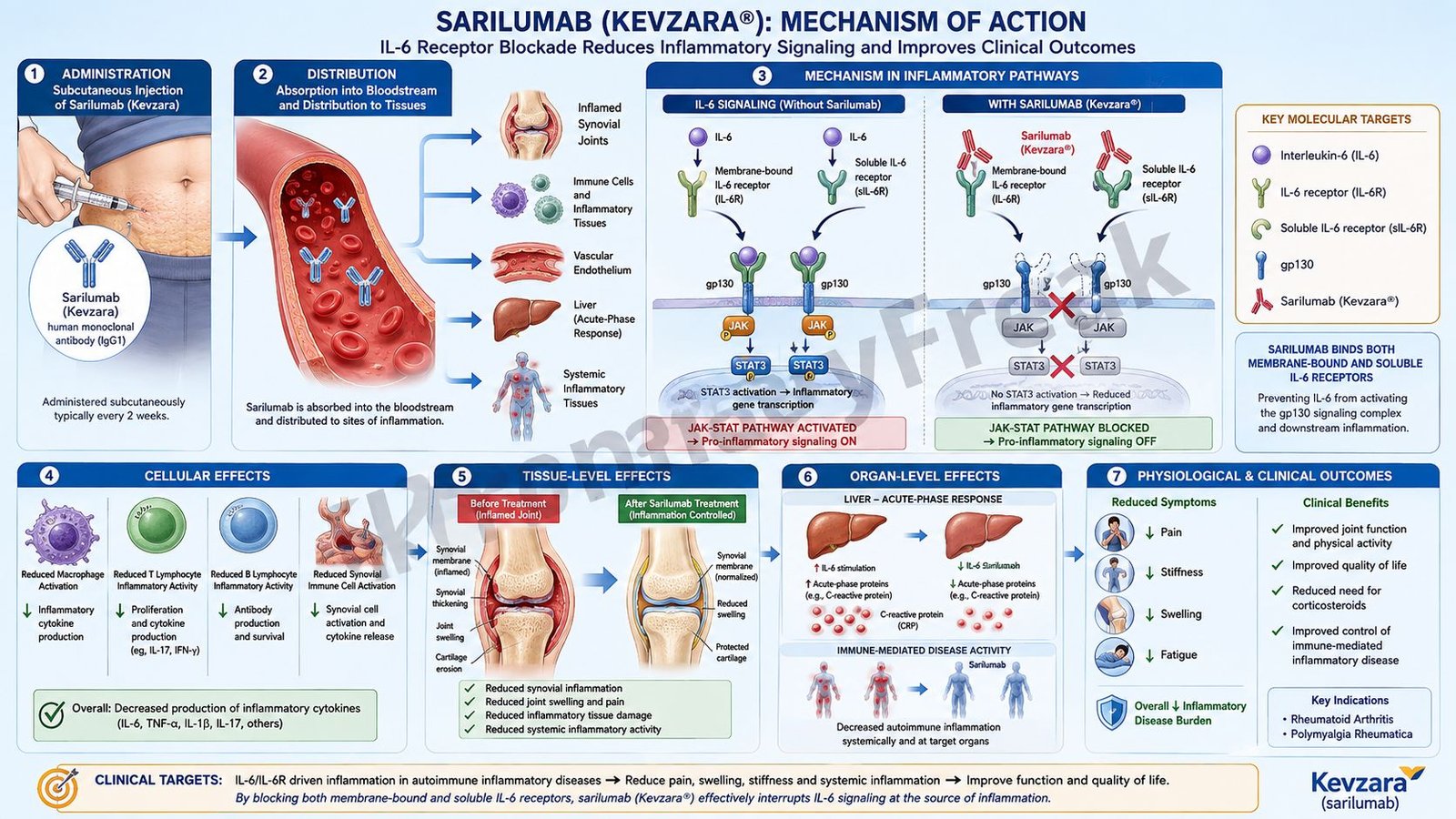 Mechanism of Action of Sarilumab