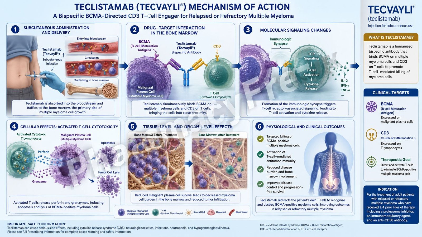 Mechanism of Action of Teclistamab