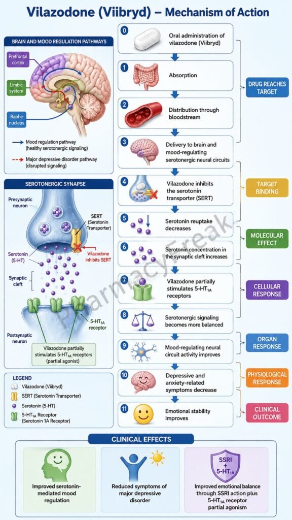Mechanism of Action of Vilazodone Flowchart