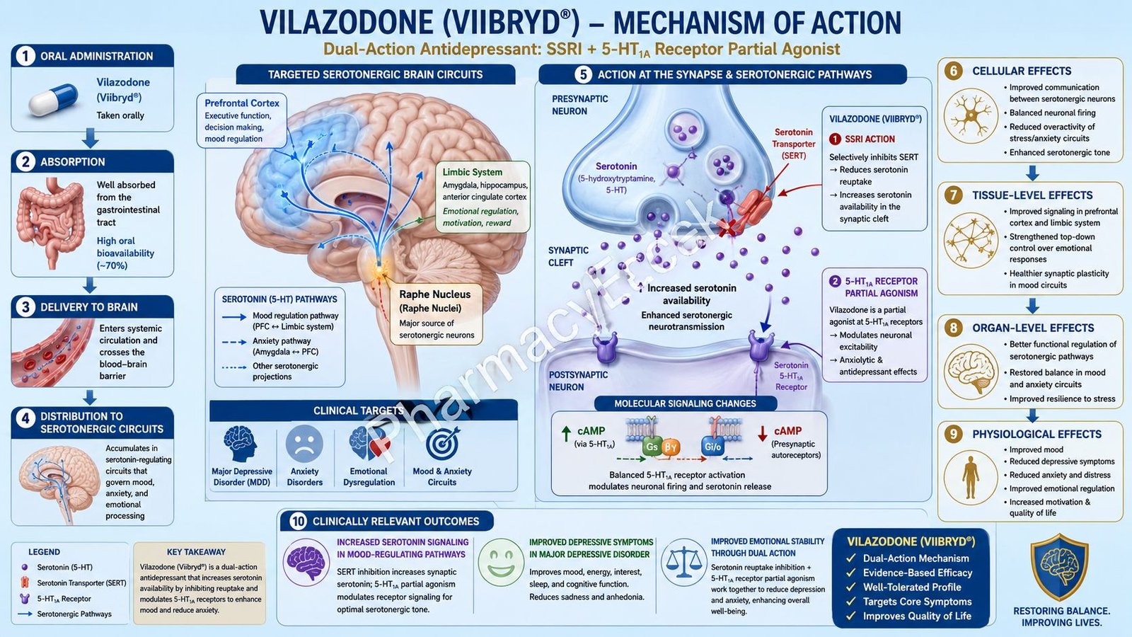Vilazodone Mechanism of Action