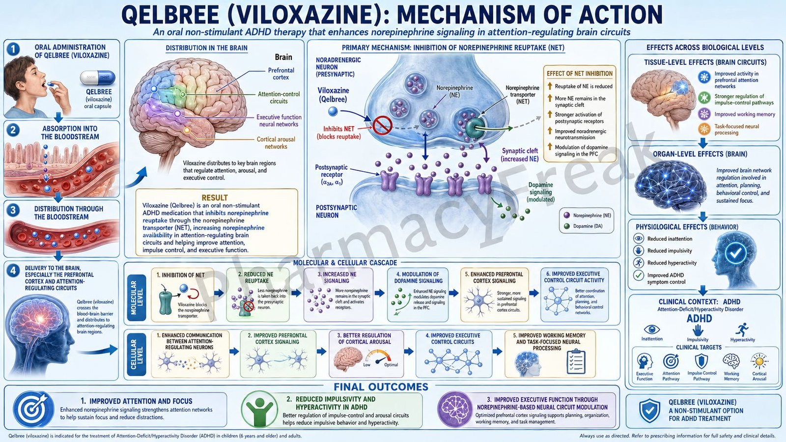 Mechanism of Action of Viloxazine