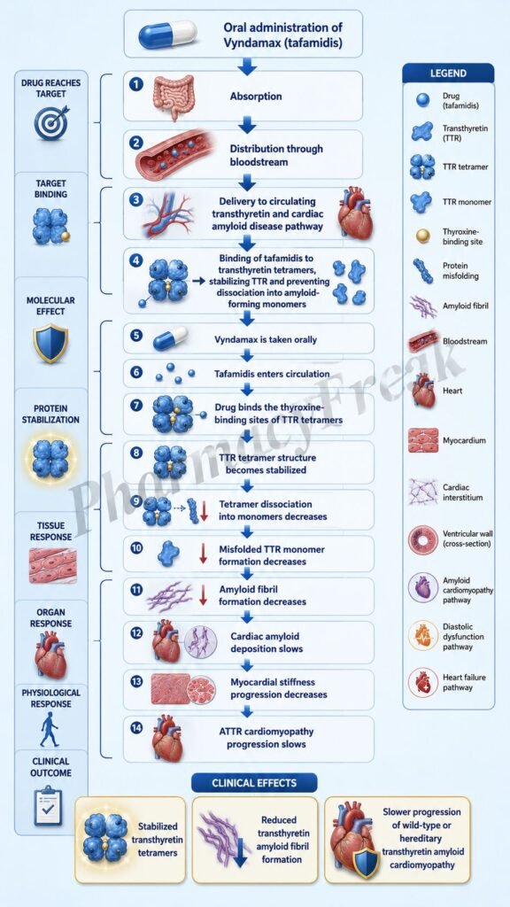 Mechanism of Action of Vyndamax Flowchart