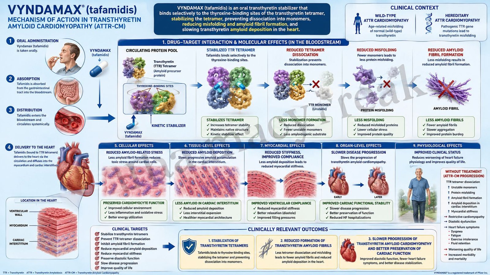 Mechanism of Action of Vyndamax