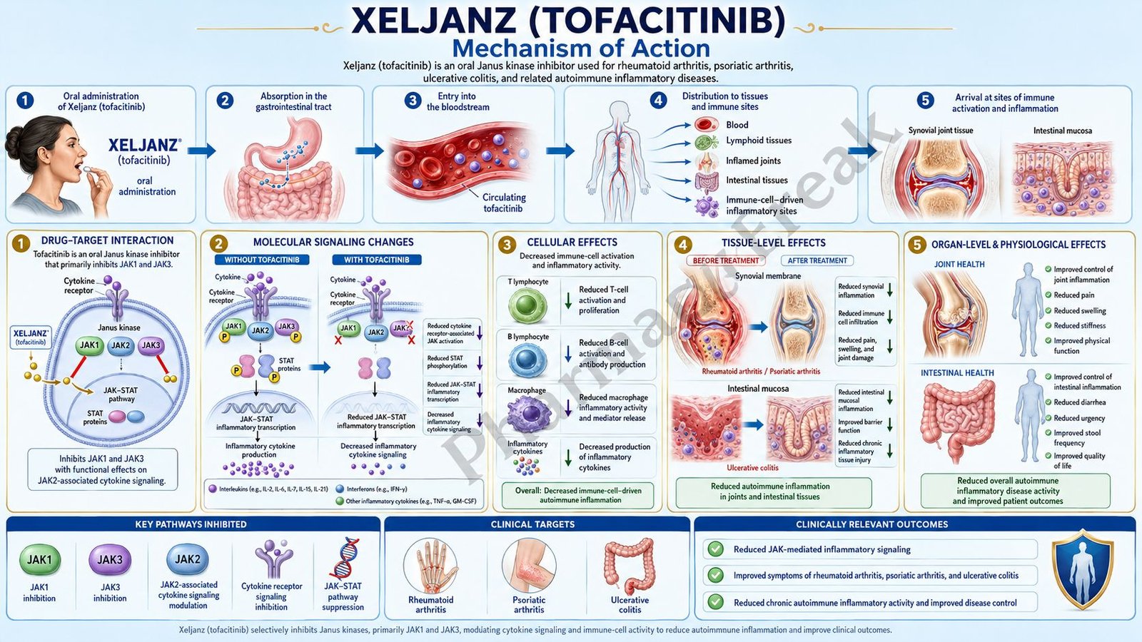 Mechanism of Action of Xeljanz