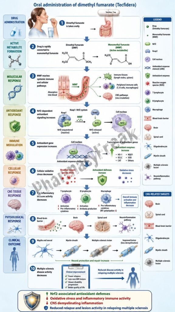 Mechanism of Action of Dimethyl Fumarate Flowchart