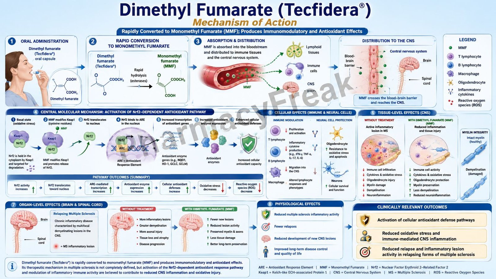 Mechanism of Action of Dimethyl Fumarate